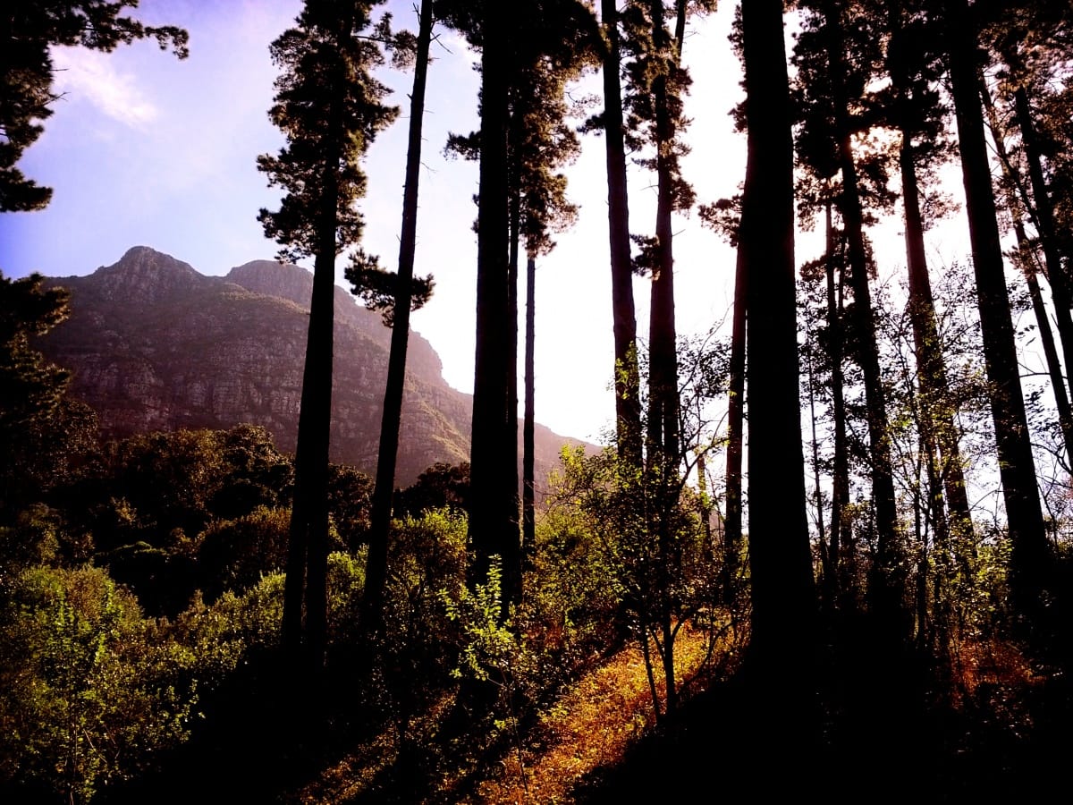 Newlands Forest gallery